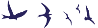 murmuration